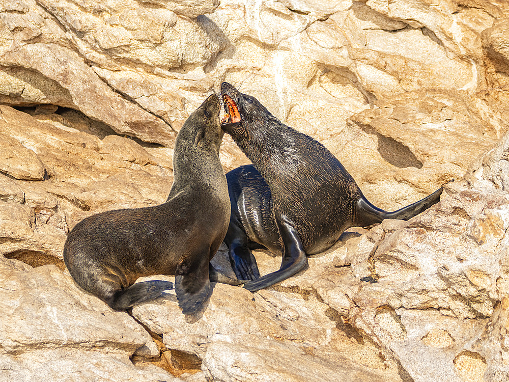 Guadalupe fur seals (Arctocephalus townsendi), at new haul out on Las Animas Island, Baja California Sur, Sea of Cortez, Mexico, North America