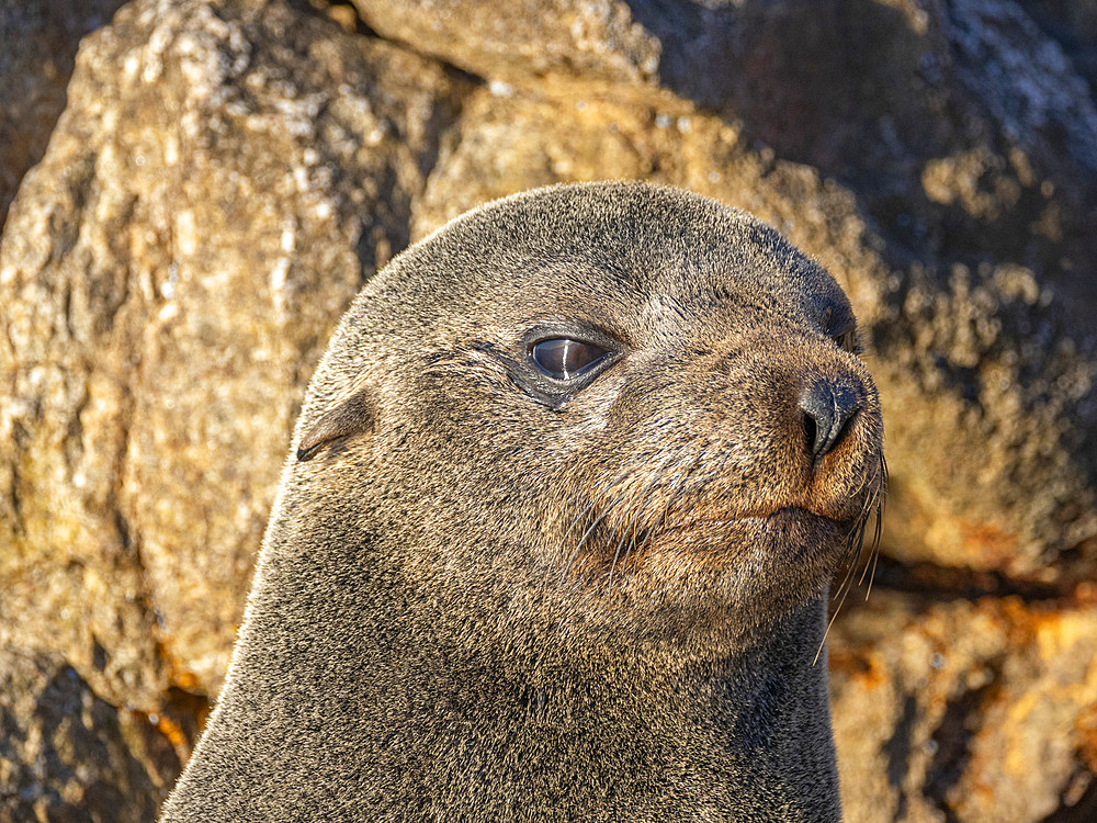 Guadalupe fur seal (Arctocephalus townsendi), at new haul out on Las Animas Island, Baja California Sur, Sea of Cortez, Mexico, North America