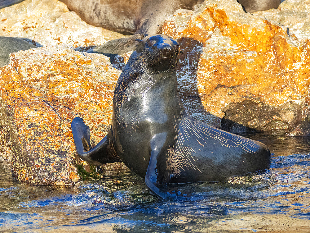 Guadalupe fur seal (Arctocephalus townsendi), at new haul out on Las Animas Island, Baja California Sur, Sea of Cortez, Mexico, North America