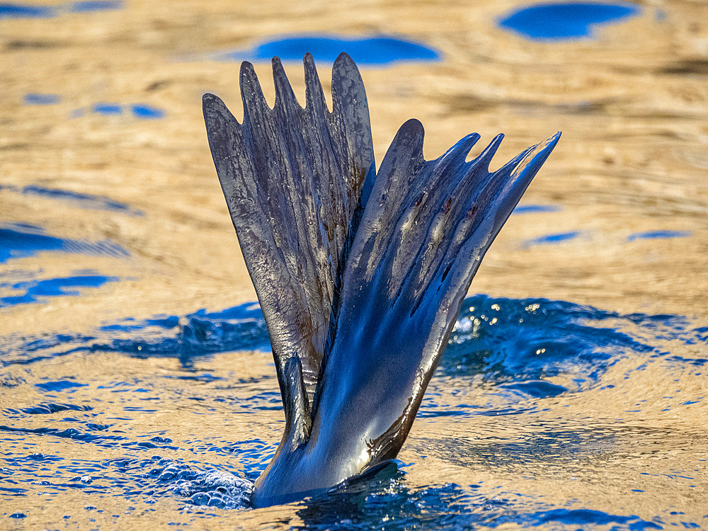 Guadalupe fur seal (Arctocephalus townsendi), at new haul out on Las Animas Island, Baja California Sur, Sea of Cortez, Mexico, North America