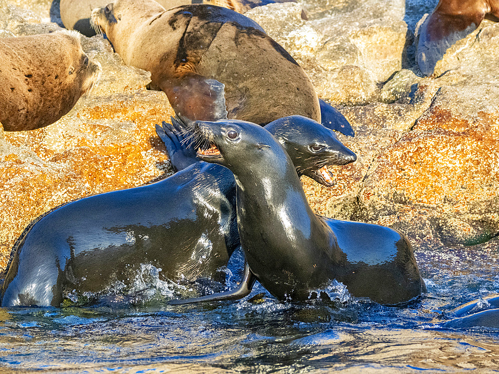 Guadalupe fur seals (Arctocephalus townsendi), at new haul out on Las Animas Island, Baja California Sur, Sea of Cortez, Mexico, North America