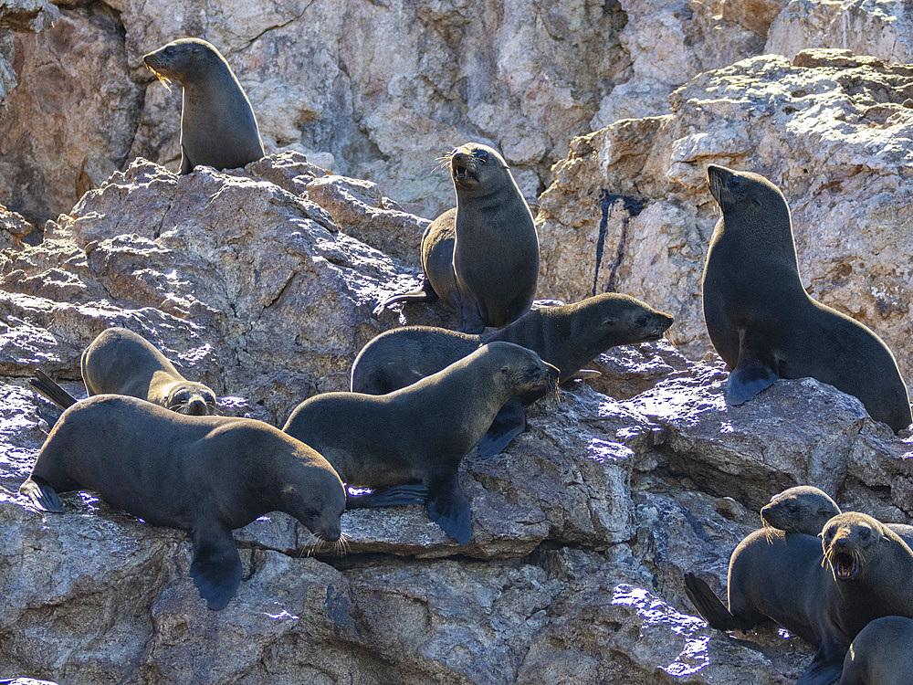 Guadalupe fur seals (Arctocephalus townsendi), at new haul out on Las Animas Island, Baja California Sur, Sea of Cortez, Mexico, North America