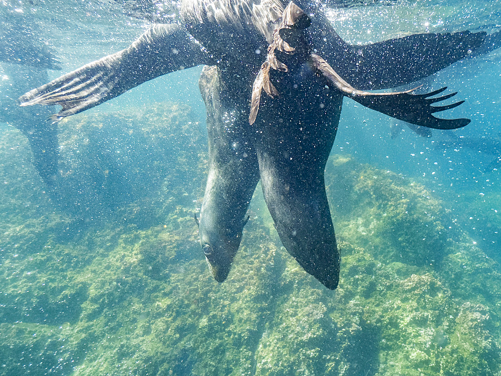 Guadalupe fur seals (Arctocephalus townsendi), underwater on Las Animas Island, Baja California Sur, Sea of Cortez, Mexico, North America