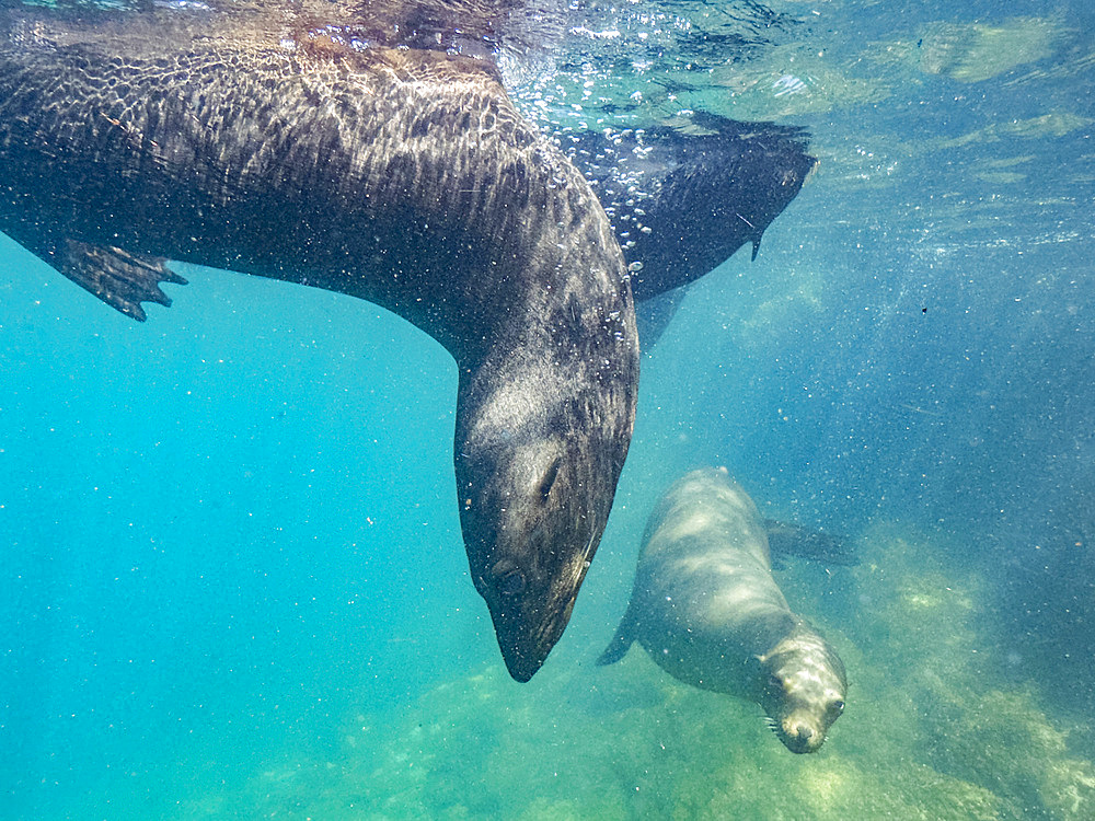 Guadalupe fur seals (Arctocephalus townsendi), underwater on Las Animas Island, Baja California Sur, Sea of Cortez, Mexico, North America