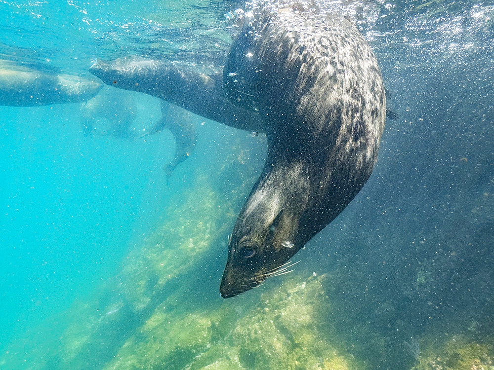 Guadalupe fur seals (Arctocephalus townsendi), underwater on Las Animas Island, Baja California Sur, Sea of Cortez, Mexico, North America