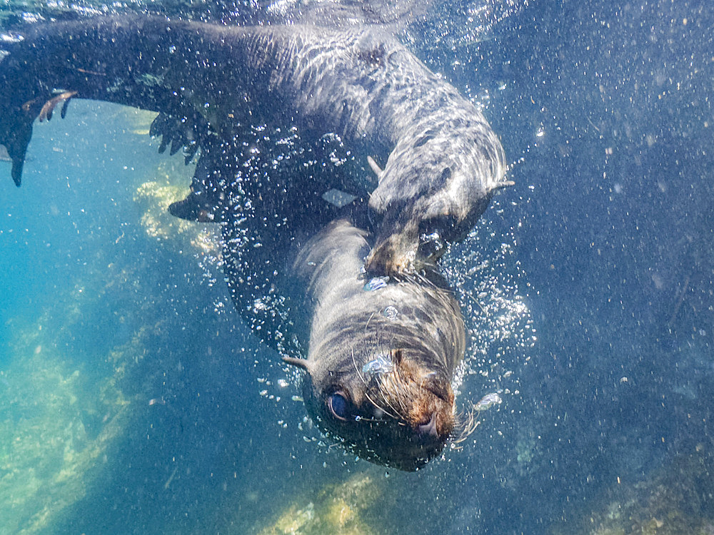 Guadalupe fur seals (Arctocephalus townsendi), underwater on Las Animas Island, Baja California Sur, Sea of Cortez, Mexico, North America