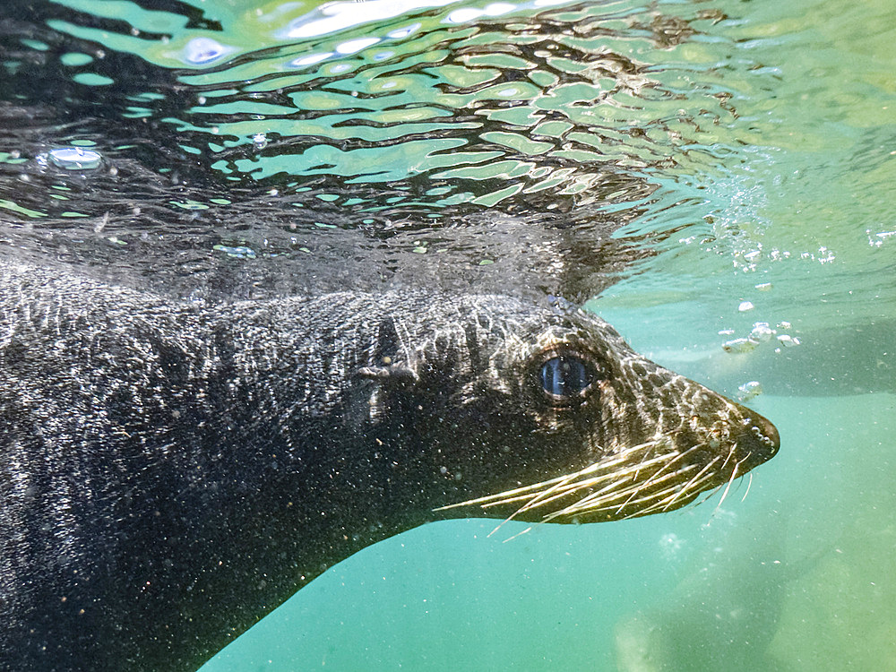 Guadalupe fur seal (Arctocephalus townsendi), underwater on Las Animas Island, Baja California Sur, Sea of Cortez, Mexico, North America