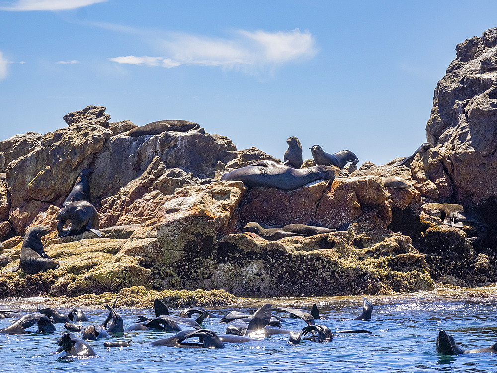 Guadalupe fur seals (Arctocephalus townsendi), at new haul out on Las Animas Island, Baja California Sur, Sea of Cortez, Mexico, North America