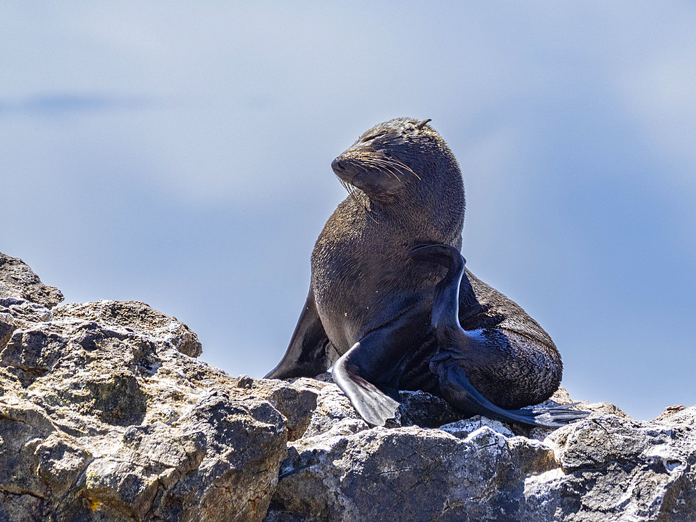 Guadalupe fur seal (Arctocephalus townsendi), at new haul out on Las Animas Island, Baja California Sur, Sea of Cortez, Mexico, North America