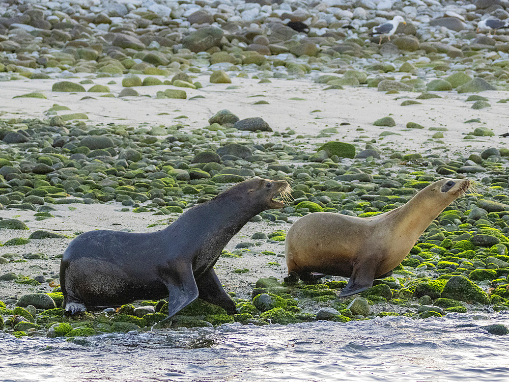 California sea lion (Zalophus californianus), stampeding on the beach in Puerto Refugio, Baja California, Sea of Cortez, Mexico, North America