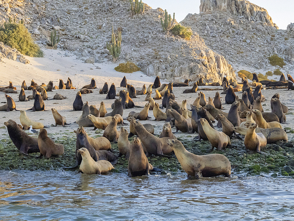 California sea lions (Zalophus californianus), stampeding on the beach in Puerto Refugio, Baja California, Sea of Cortez, Mexico, North America