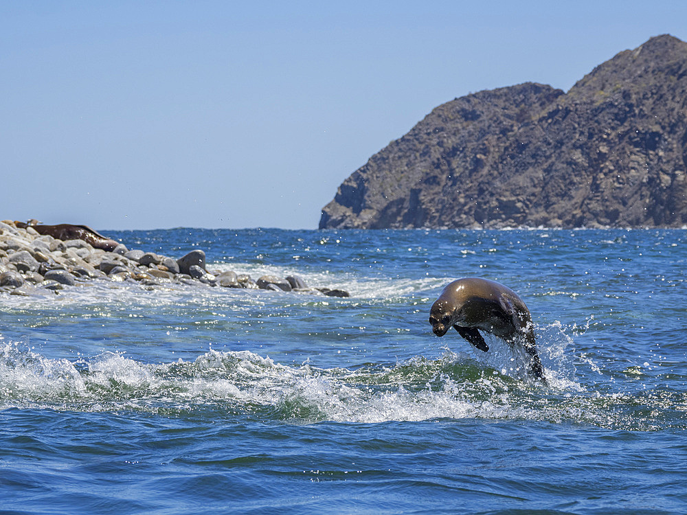 California sea lion (Zalophus californianus), porpoising in the water in Puerto Refugio, Baja California, Sea of Cortez, Mexico, North America