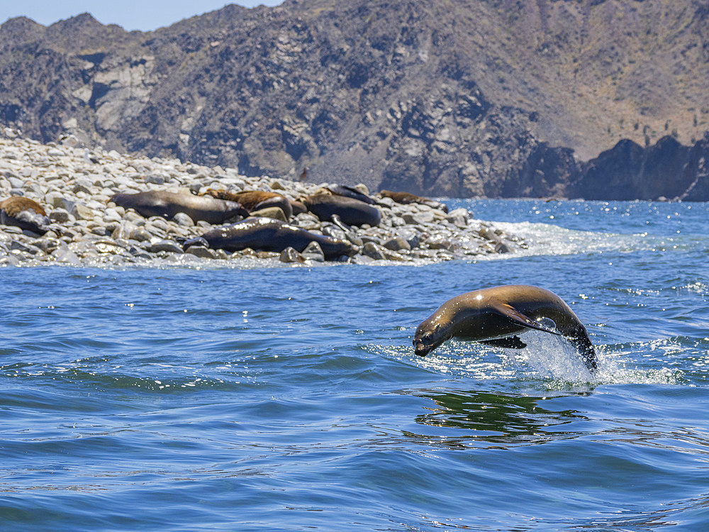 California sea lion (Zalophus californianus), porpoising in the water in Puerto Refugio, Baja California, Sea of Cortez, Mexico, North America