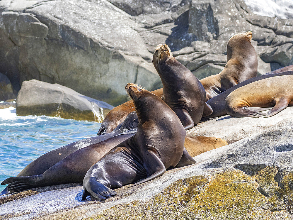 California sea lions (Zalophus californianus), hauled out at Los Frailes, Cabo Pulmo National Park, Sea of Cortez, Mexico, North America