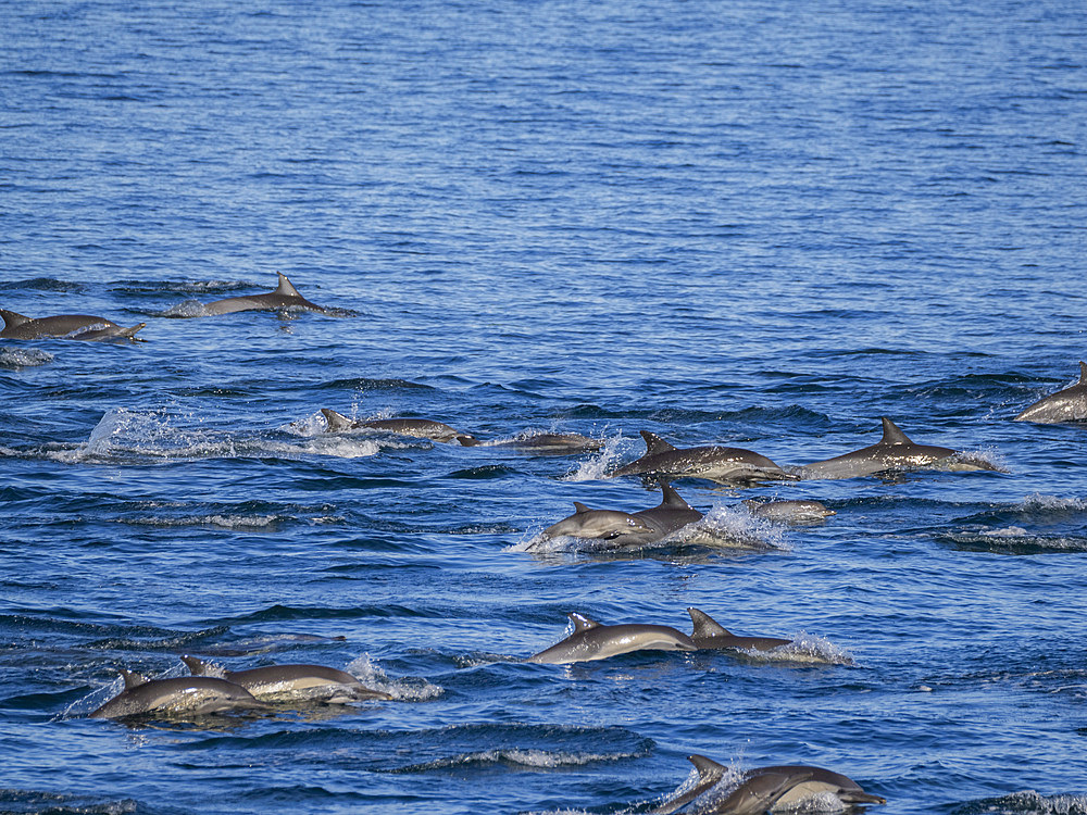 A long-beaked common dolphin pod (Delphinus capensis), traveling off Gorda Banks, Baja California Sur, Mexico, North America