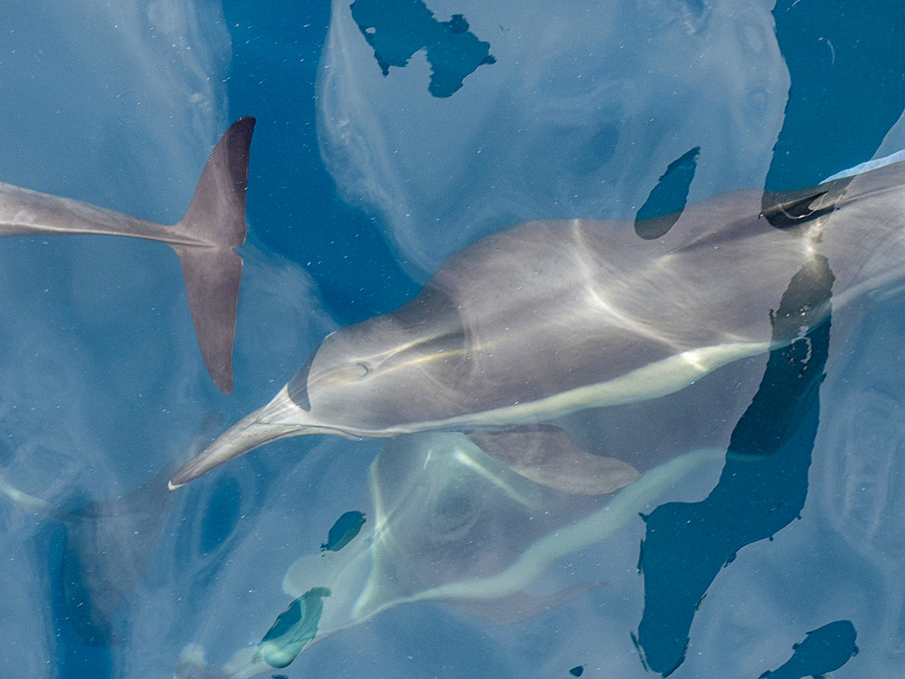 A long-beaked common dolphin (Delphinus capensis), surfacing off Gorda Banks, Baja California Sur, Mexico, North America