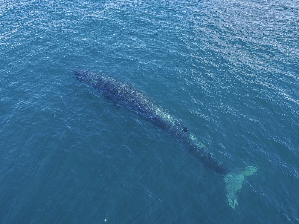 Dolphin, Sea of Cortez, the Gulf of California, Mexico, North America