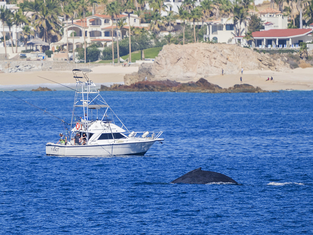 Humpback whale (Megaptera novaeangliae), near fishing boat, San Jose del Cabo, Baja California Sur, Mexico, North America