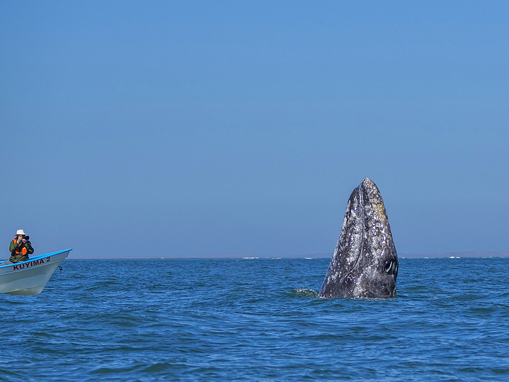 California gray whale (Eschrictius robustus), spy-hopping near boat in San Ignacio Lagoon, Baja California, Mexico, North America