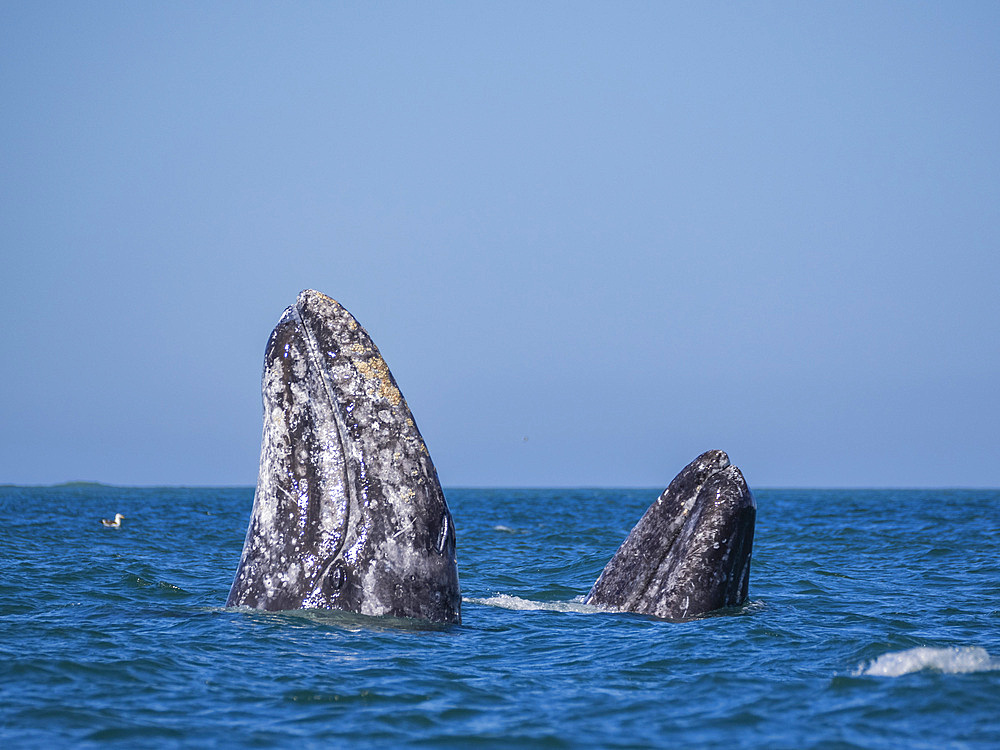 Adult California gray whales (Eschrictius robustus), spy-hopping in San Ignacio Lagoon, Baja California, Mexico, North America