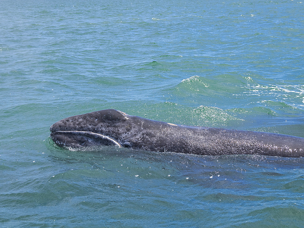 California gray whale calf (Eschrictius robustus), surfacing in San Ignacio Lagoon, Baja California, Mexico, North America