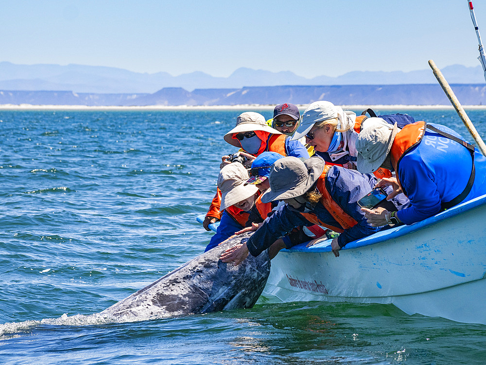 California gray whale calf (Eschrictius robustus), beside boat being touched by tourists in San Ignacio Lagoon, Baja California, Mexico, North America