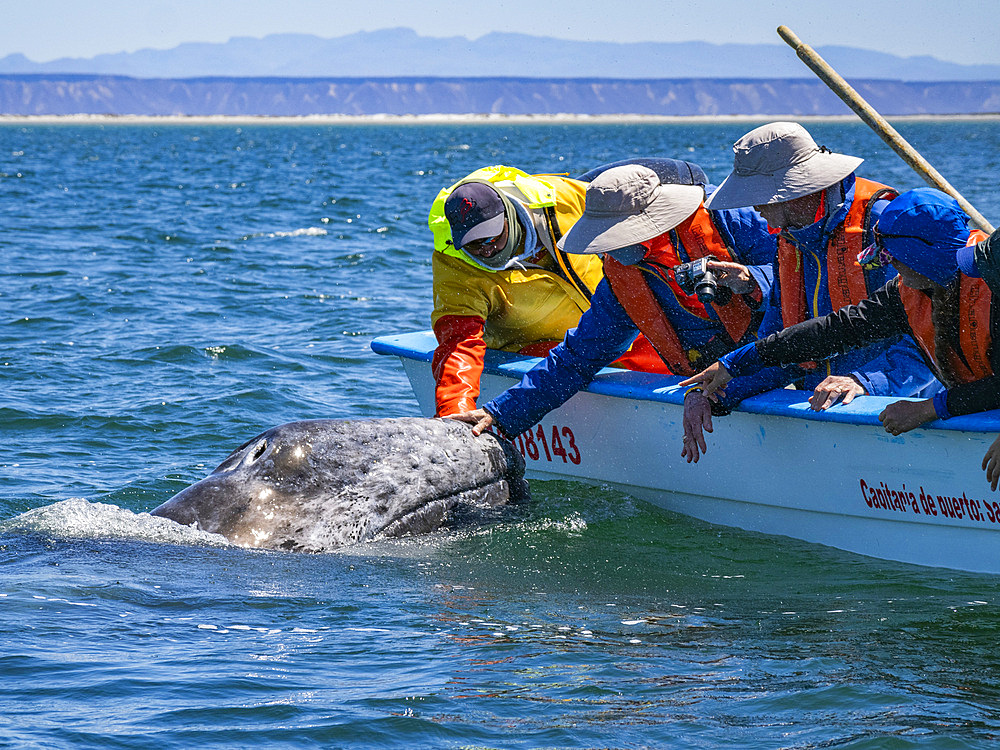 California gray whale calf (Eschrictius robustus), beside boat being touched by tourists in San Ignacio Lagoon, Baja California, Mexico, North America