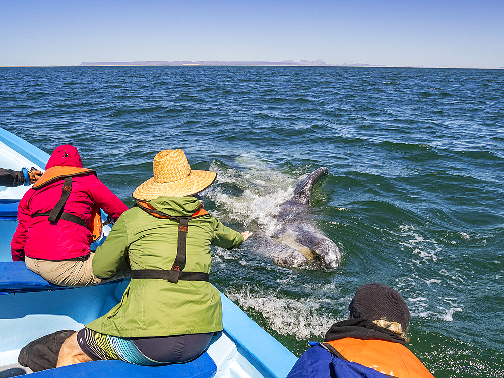 California gray whale calf (Eschrictius robustus), with excited tourists in San Ignacio Lagoon, Baja California, Mexico, North America