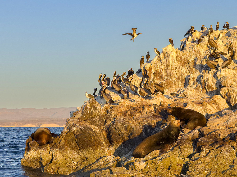 California sea lion bulls (Zalophus californianus), hauled out on a small islet off San Marcos Island, Sea of Cortez, Mexico, North America