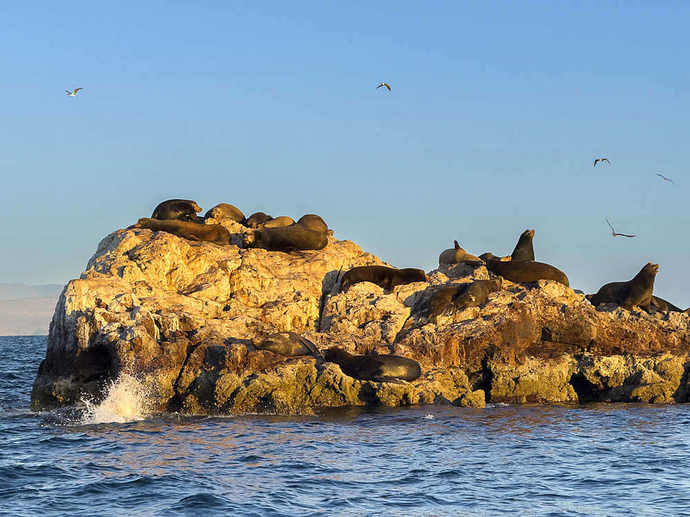 California sea lion bulls (Zalophus californianus), hauled out on a small islet off San Marcos Island, Sea of Cortez, Mexico, North America