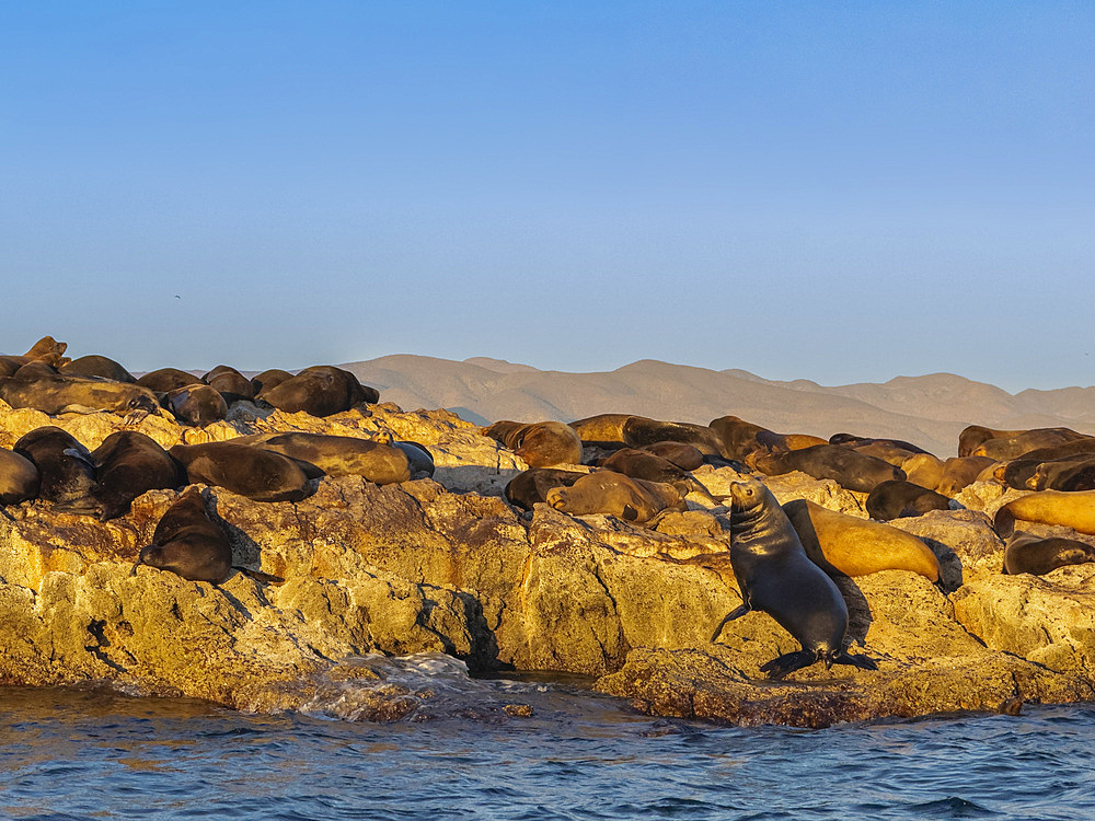 California sea lion bulls (Zalophus californianus), hauled out on a small islet off San Marcos Island, Sea of Cortez, Mexico, North America