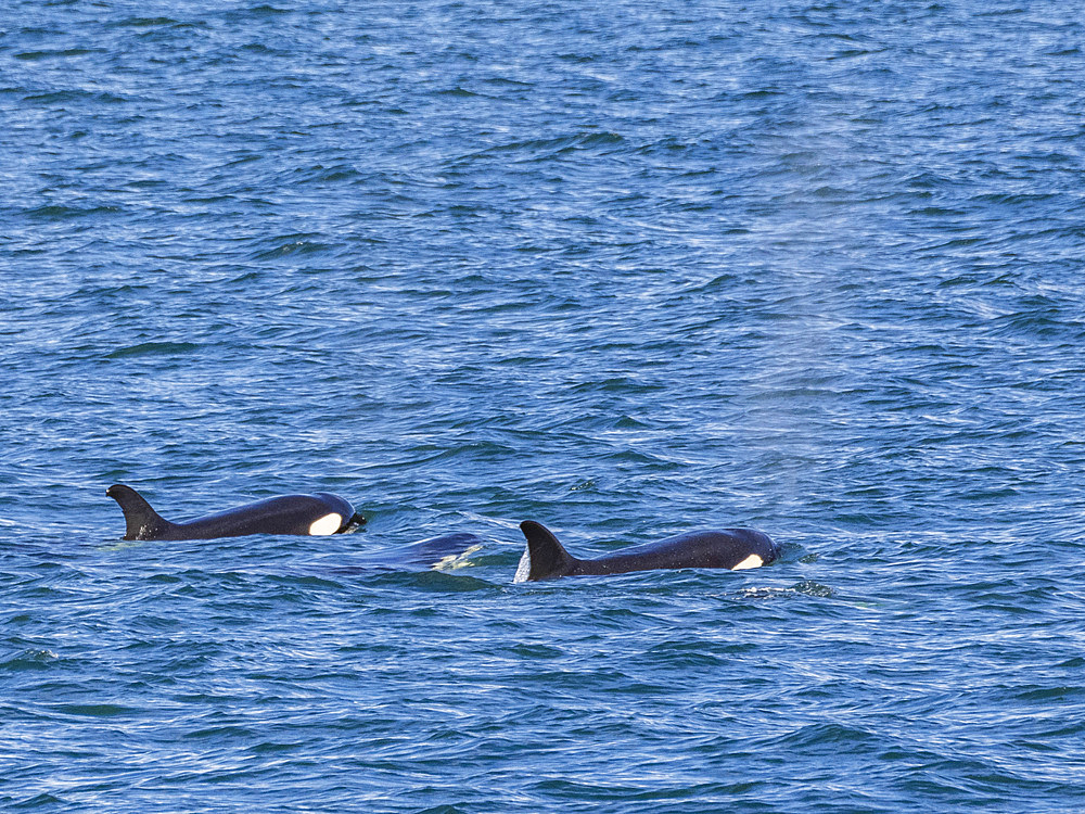 Killer whales (Orcinus orca), off Isla Carmen, Baja California Sur, Mexico, North America