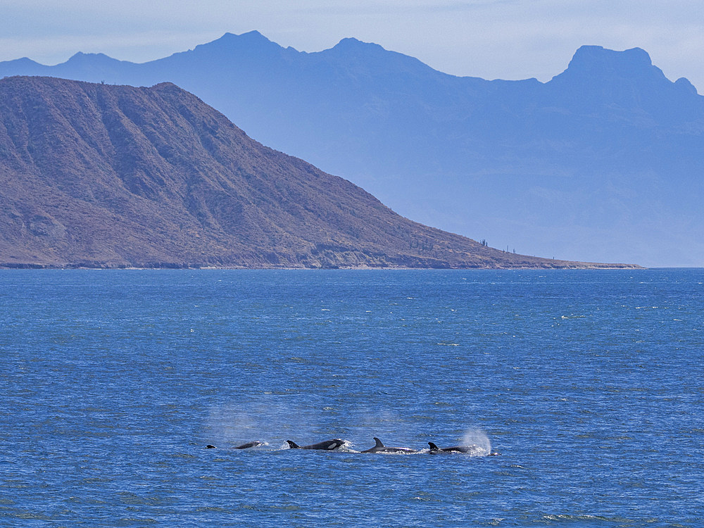 Killer whales (Orcinus orca), off Isla Carmen, Baja California Sur, Mexico, North America