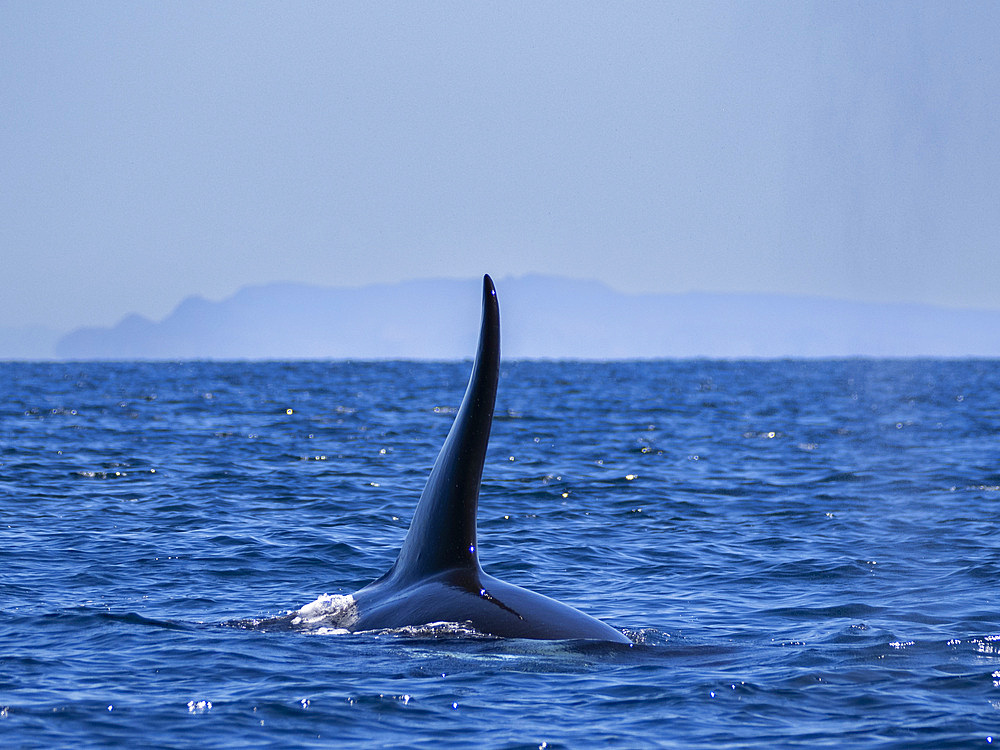 Killer whale pod (Orcinus orca), off Punta Colorada, Isla San Jose, Baja California Sur, Mexico, North America