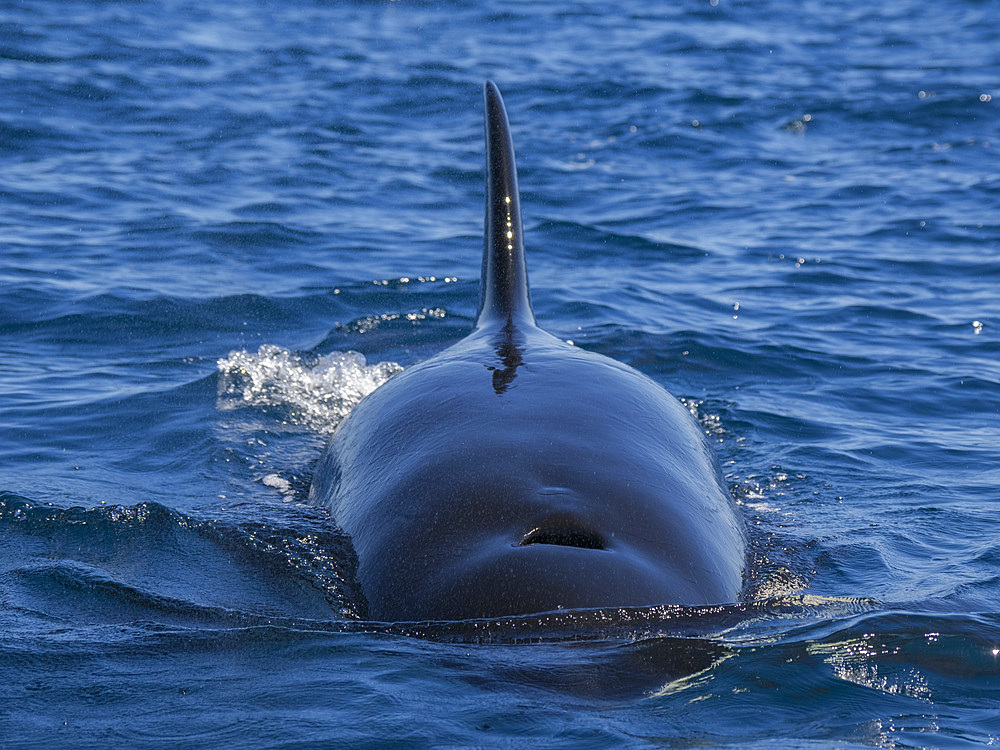 Killer whale pod (Orcinus orca), off Punta Colorada, Isla San Jose, Baja California Sur, Mexico, North America