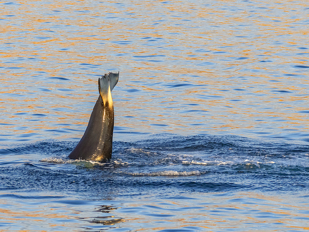 Killer whale female (Orcinus orca), tail-lobbing off Isla San Lorenzo, Baja California, Sea of Cortez, Mexico, North America