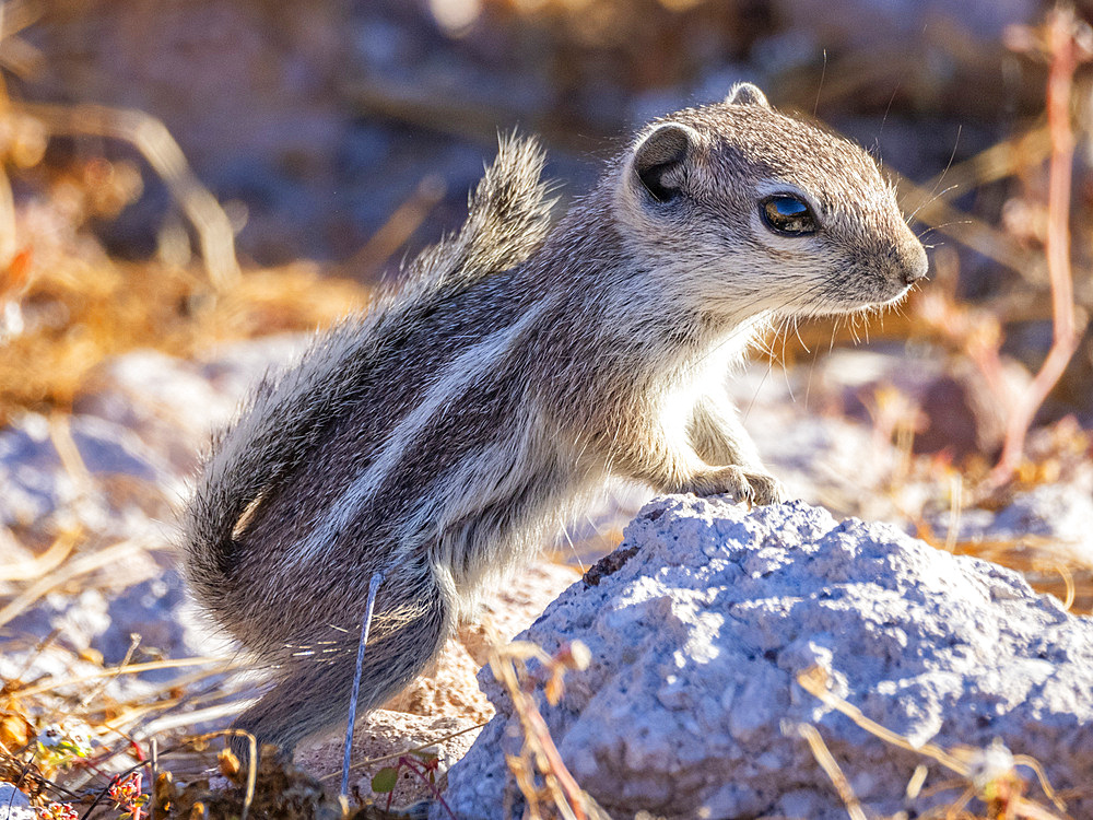 Espíritu Santo antelope squirrel (Ammospermophilus insularis), on Isla Espiritu Santo, Sea of Cortez, Mexico, North America