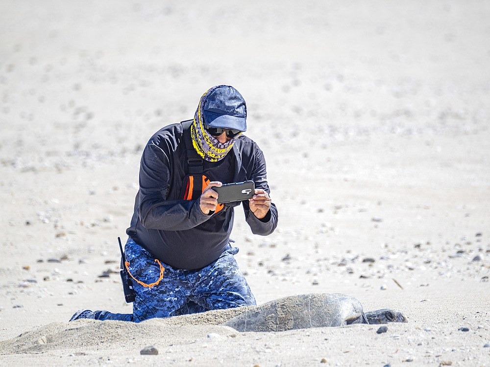 Man kneeeling to take a photo of an adult female green sea turtle (Chelonia mydas), coming ashore to nest on Isla Espiritu Santo, Sea of Cortez, Mexico, North America