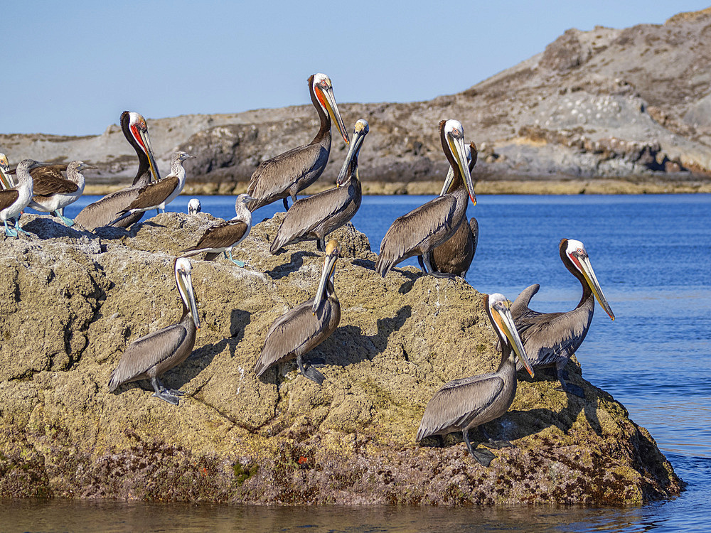 Adult brown pelicans (Pelecanus occidentalis), on a small islet near Isla Salsipuedes, Baja California, Mexico, North America