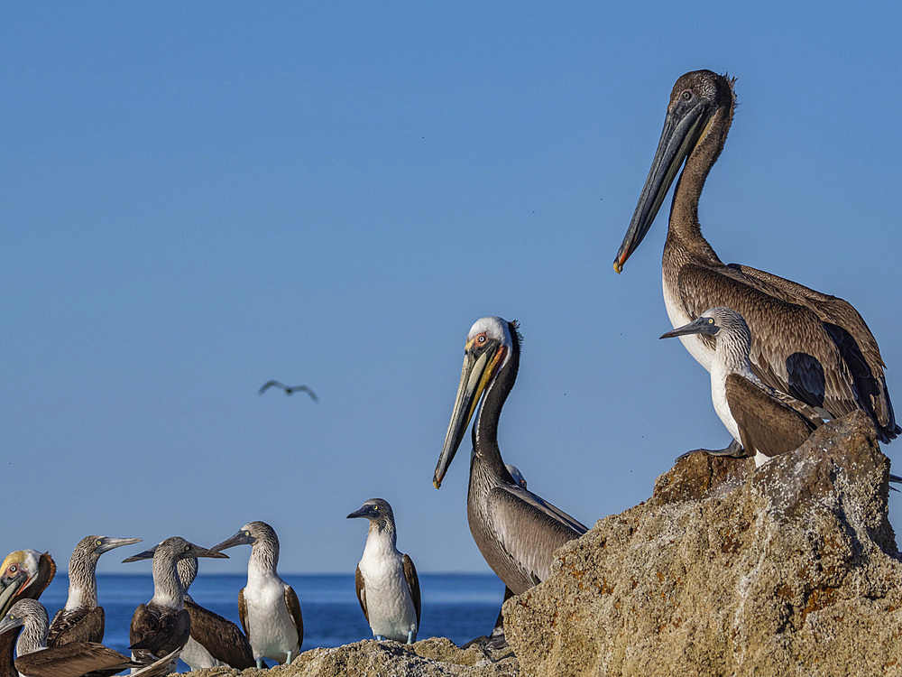 Adult brown pelicans (Pelecanus occidentalis), on a small islet near Isla Salsipuedes, Baja California, Mexico, North America