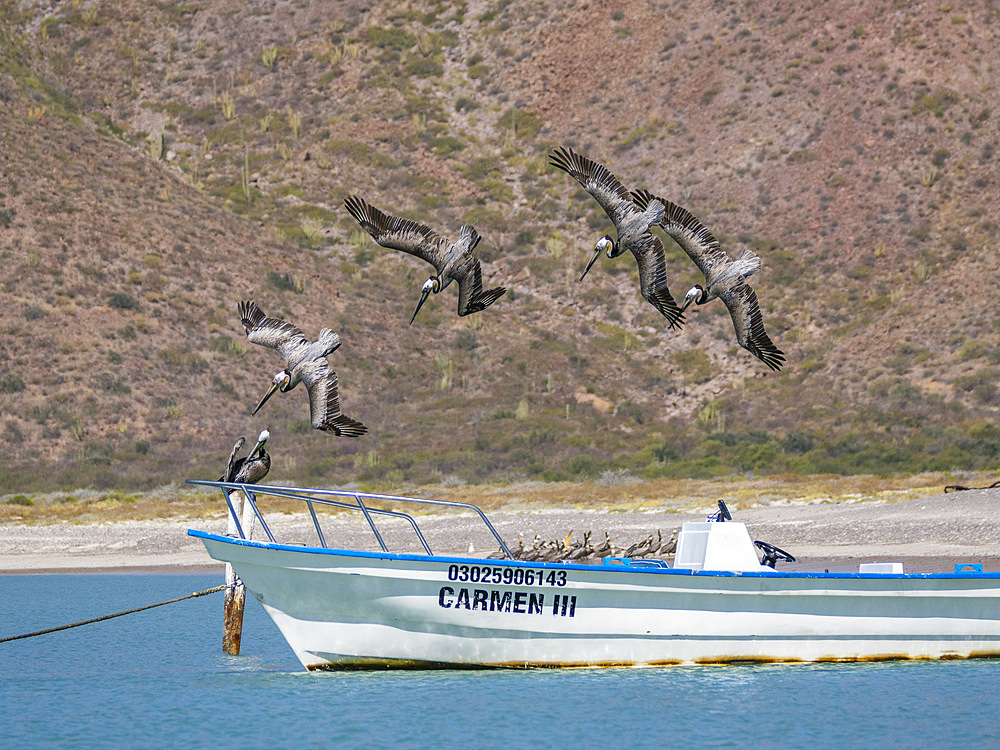 Adult brown pelicans (Pelecanus occidentalis), plunge diving for fish, Isla Carmen, Baja California Sur, Mexico, North America