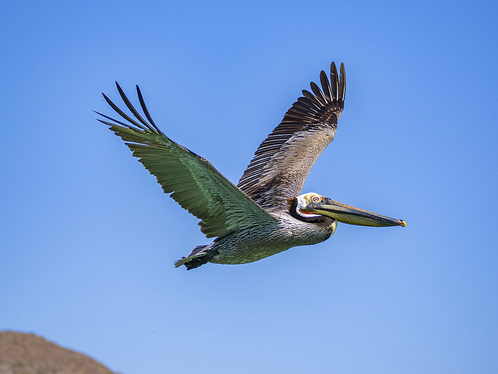 Adult brown pelican (Pelecanus occidentalis), in flight, Isla Carmen, Baja California Sur, Mexico, North America