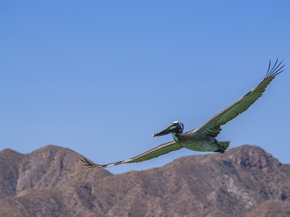 Adult brown pelican (Pelecanus occidentalis), plunge diving for fish, Isla Carmen, Baja California Sur, Mexico, North America