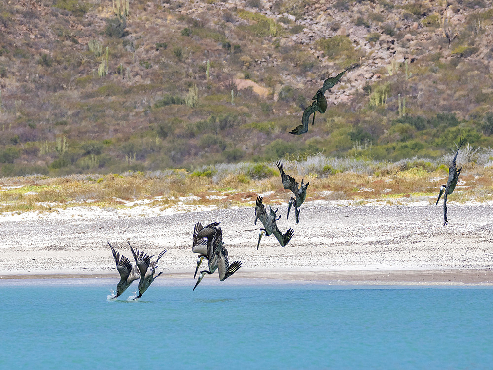 Adult brown pelicans (Pelecanus occidentalis), plunge diving for fish, Isla Carmen, Baja California Sur, Mexico, North America