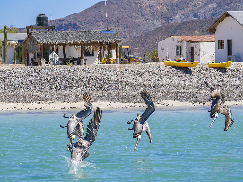 Adult brown pelicans (Pelecanus occidentalis), plunge diving for fish, Isla Carmen, Baja California Sur, Mexico, North America