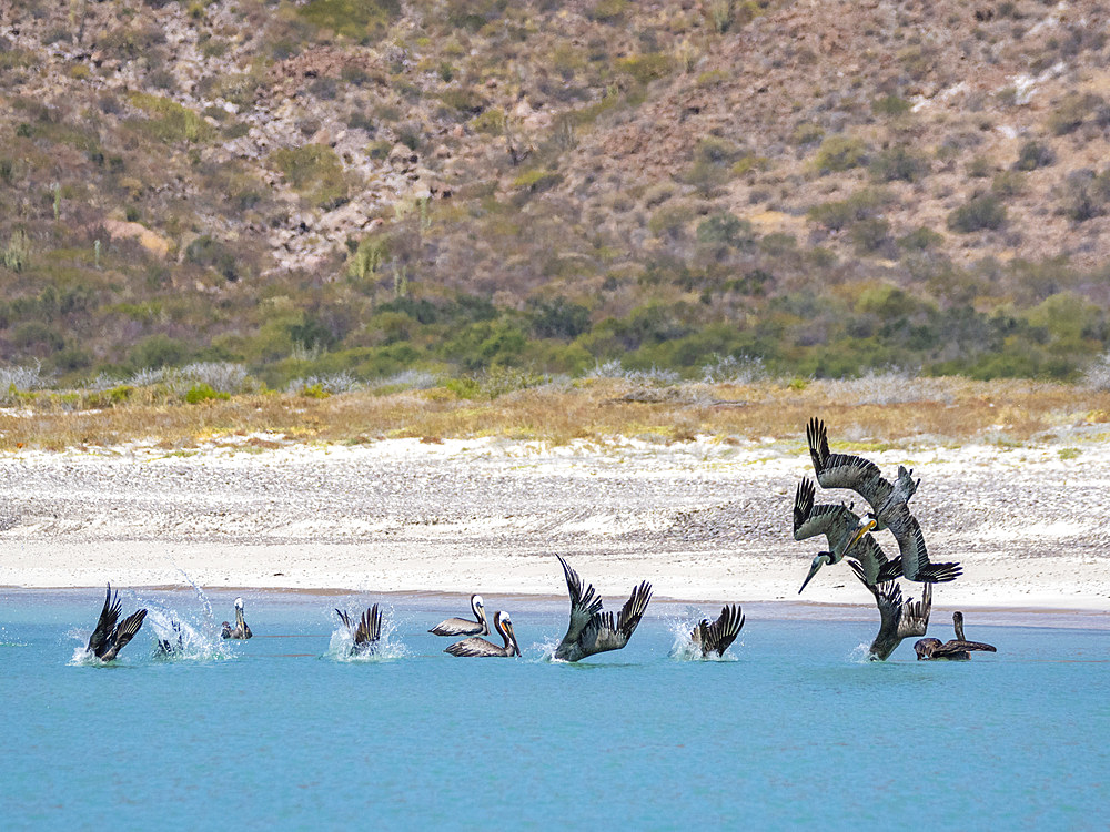 Adult brown pelicans (Pelecanus occidentalis), plunge diving for fish, Isla Carmen, Baja California Sur, Mexico, North America