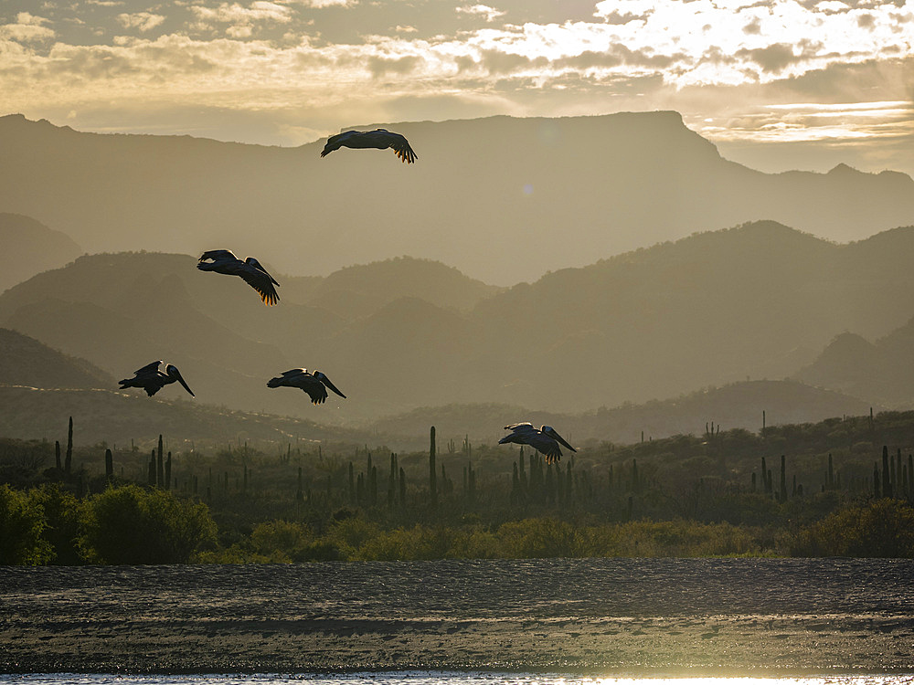 Adult brown pelicans (Pelecanus occidentalis), in formation in flight, Puerto Gatos, Baja California Sur, Mexico, North America