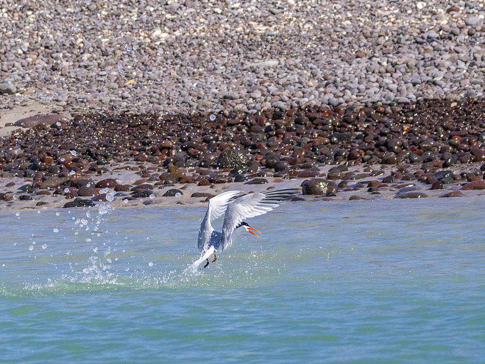 Adult elegant tern (Thalasseus elegans), plunge diving for fish on Isla Carmen, Baja California Sur, Sea of Cortez, Mexico, North America