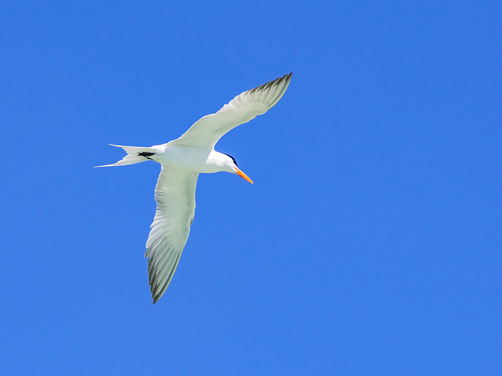 Adult elegant tern (Thalasseus elegans), looking for fish on Isla Carmen, Baja California Sur, Sea of Cortez, Mexico, North America