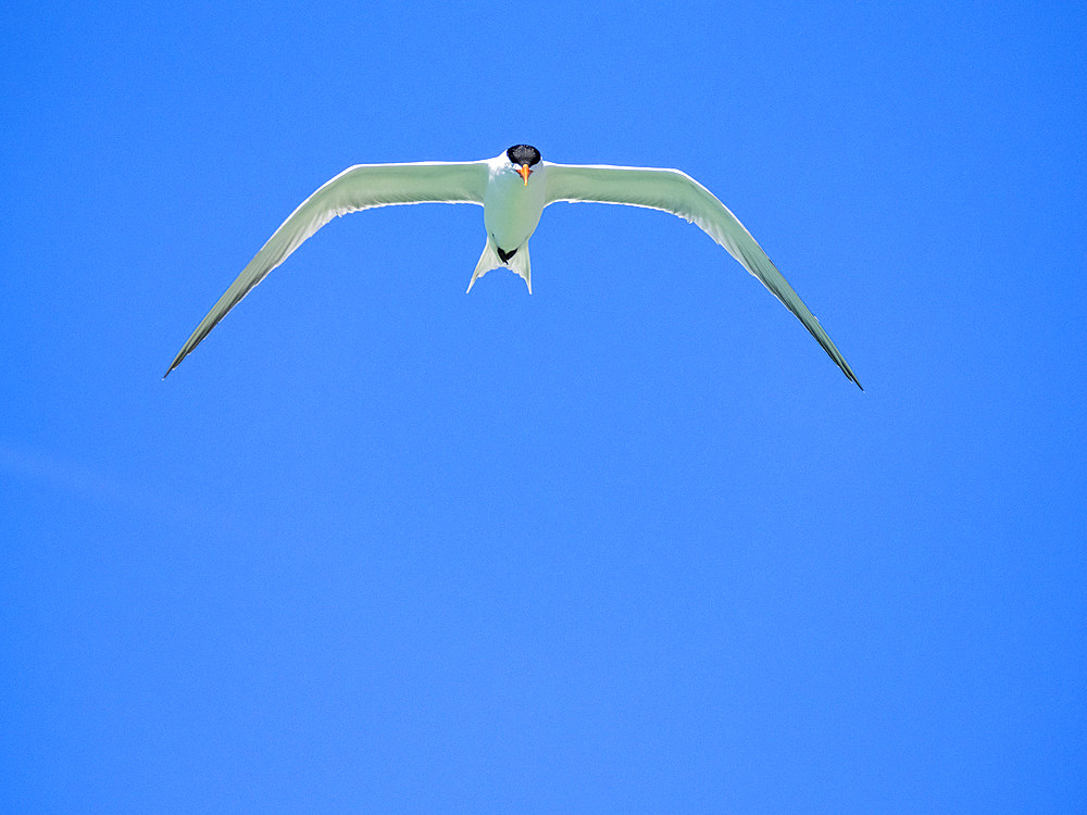 Adult elegant tern (Thalasseus elegans), looking for fish on Isla Carmen, Baja California Sur, Sea of Cortez, Mexico, North America